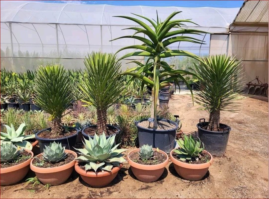 Rośliny egzotyczne do ogrodu: Stwórz bajeczną oazę tropikalnych barw i kształtów