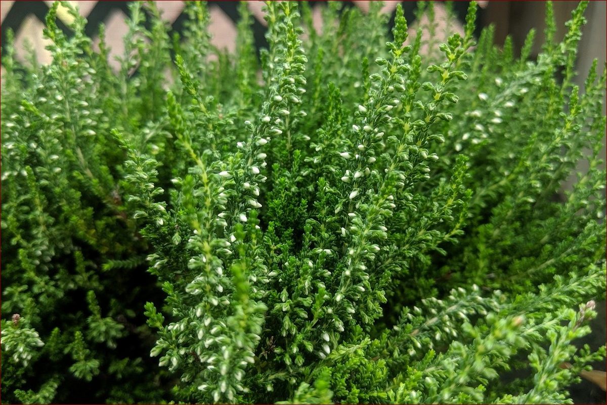 Rośliny zimozielone do ogrodu - niezastąpione ozdoby przez cały rok