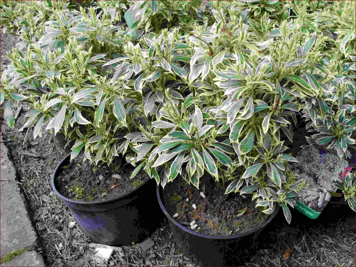 Rośliny zimozielone do ogrodu - niezastąpione ozdoby przez cały rok