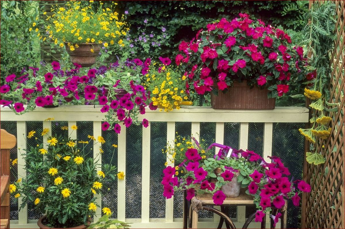 Kwiaty na balkon całoroczne: Styl i barwy przez cały rok - inspiracje i porady
