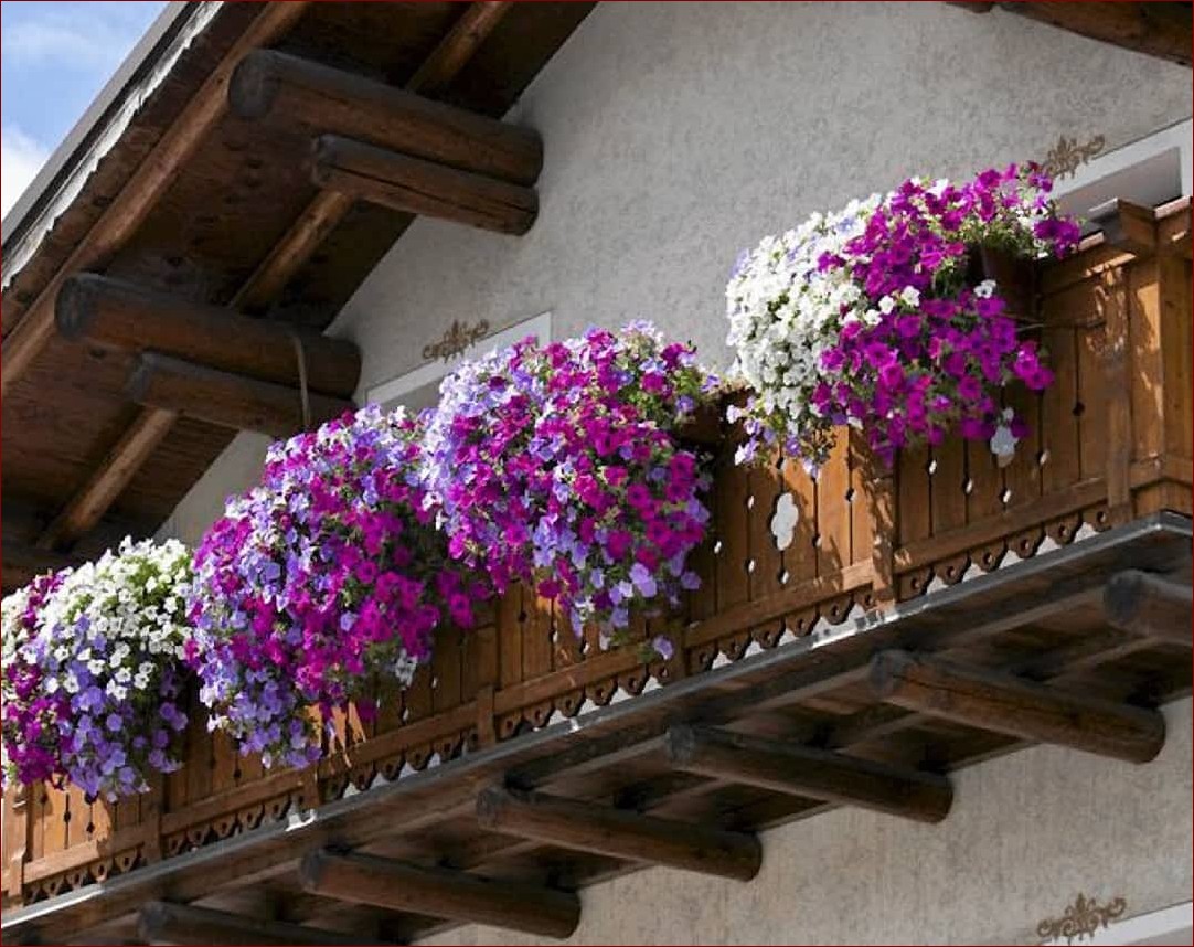 Kwiaty na balkon całoroczne: Styl i barwy przez cały rok - inspiracje i porady