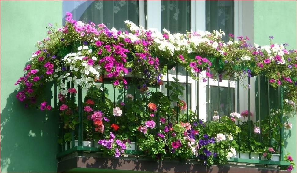 Kwiaty na balkon całoroczne: Styl i barwy przez cały rok - inspiracje i porady