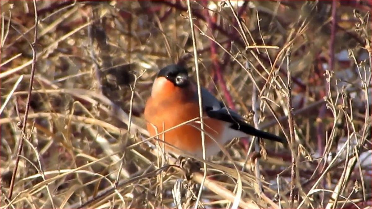 Ptak z pomarańczowym brzuszkiem - Fascynująca przygoda z jaskrawą ozdobą przyrody