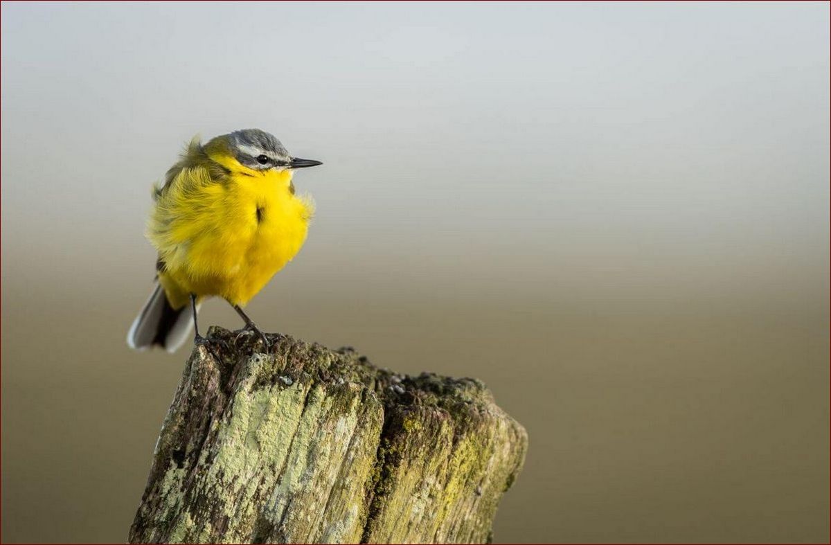 Ptak z pomarańczowym brzuszkiem - Fascynująca przygoda z jaskrawą ozdobą przyrody