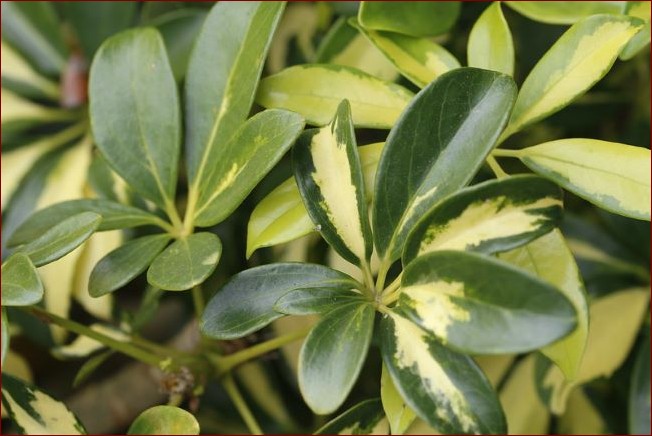 Szeflera gubi liście? Poznaj przyczyny i skuteczne sposoby na uratowanie rośliny