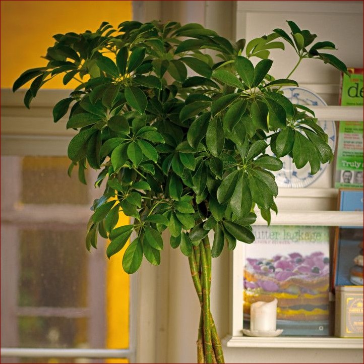 Szeflera gubi liście? Poznaj przyczyny i skuteczne sposoby na uratowanie rośliny