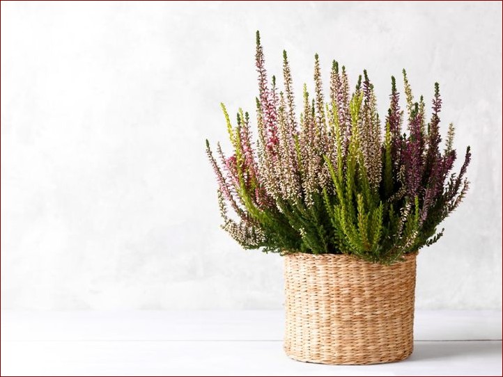 Wrzos w domu – sekrety pielęgnacji i rozmnażania tych pięknych krzewinek