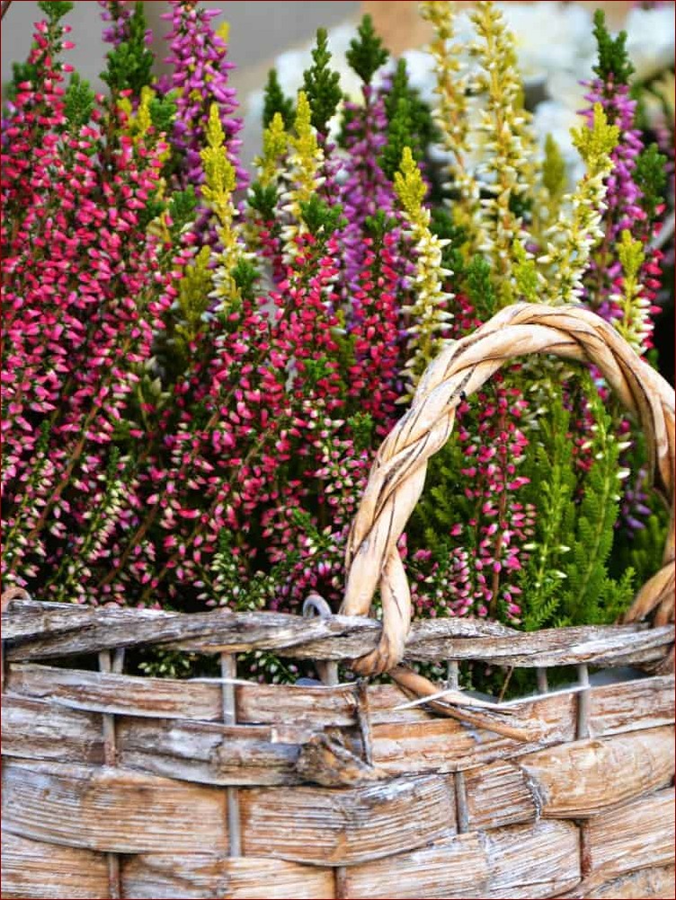 Wrzos w domu – sekrety pielęgnacji i rozmnażania tych pięknych krzewinek