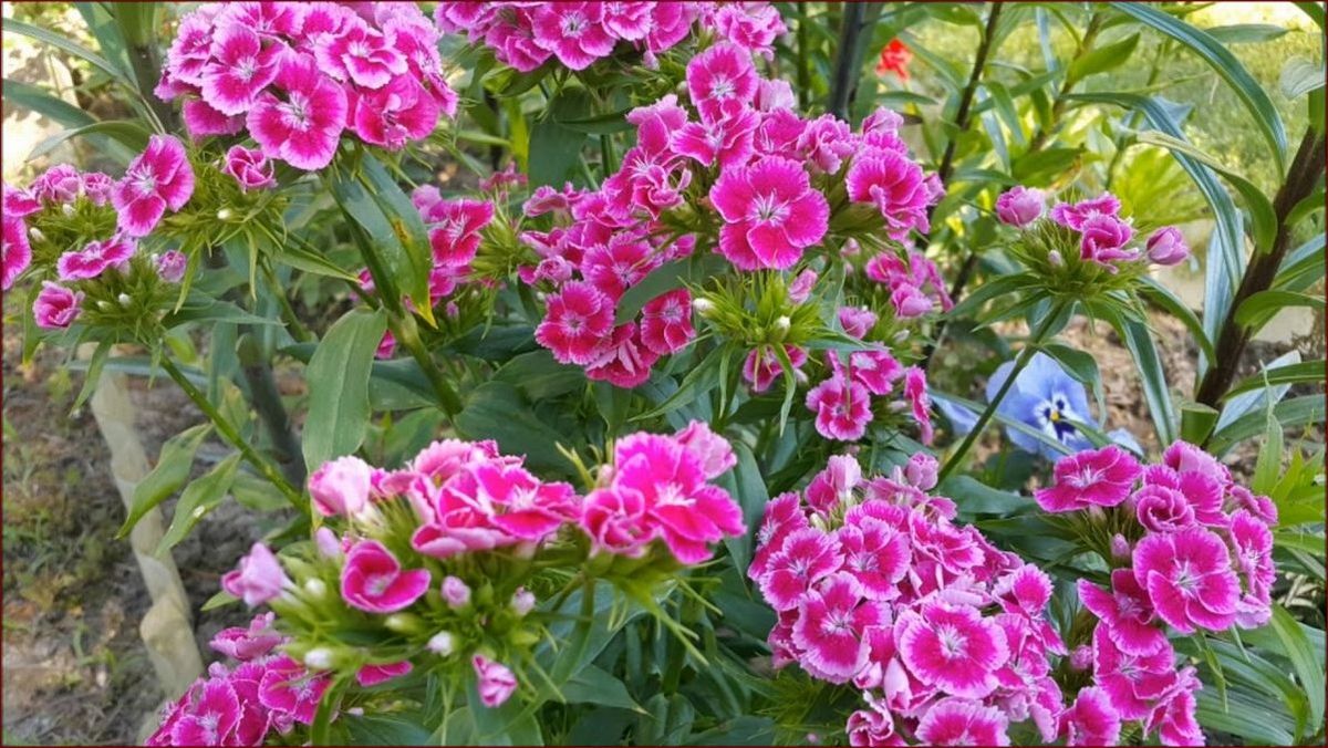 Jak rośnie goździk? Kompleksowy poradnik uprawy pachnących kwiatów ogrodowych