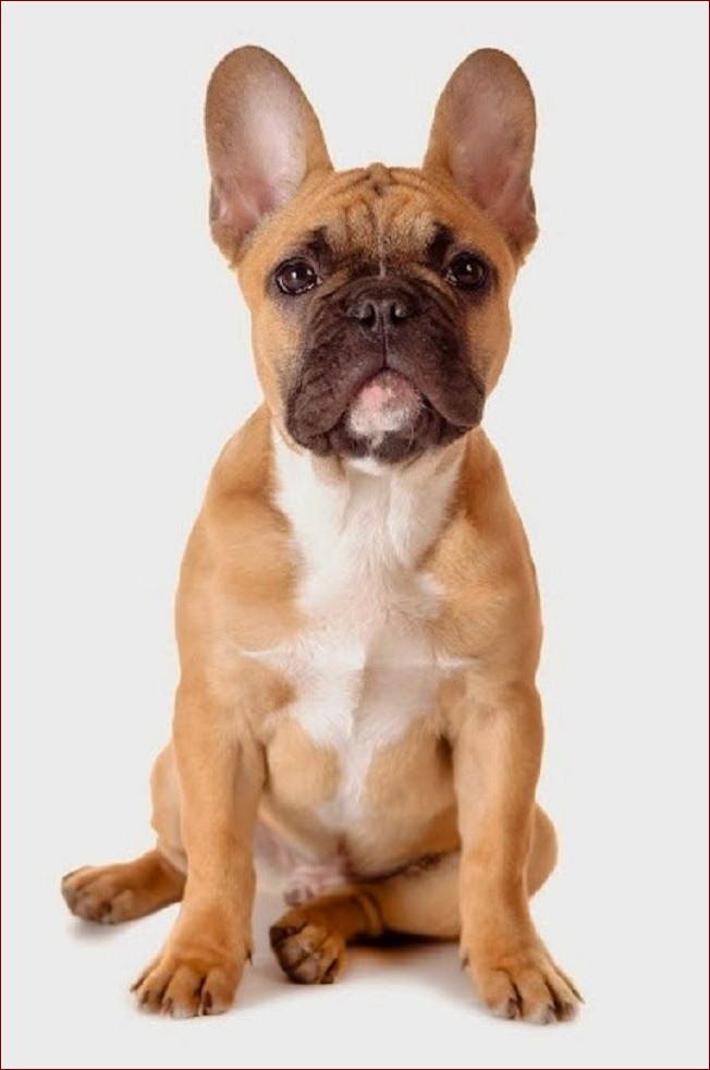 Jak wygląda buldog francuski? Niezwykły wygląd i osobowość uroczej rasy