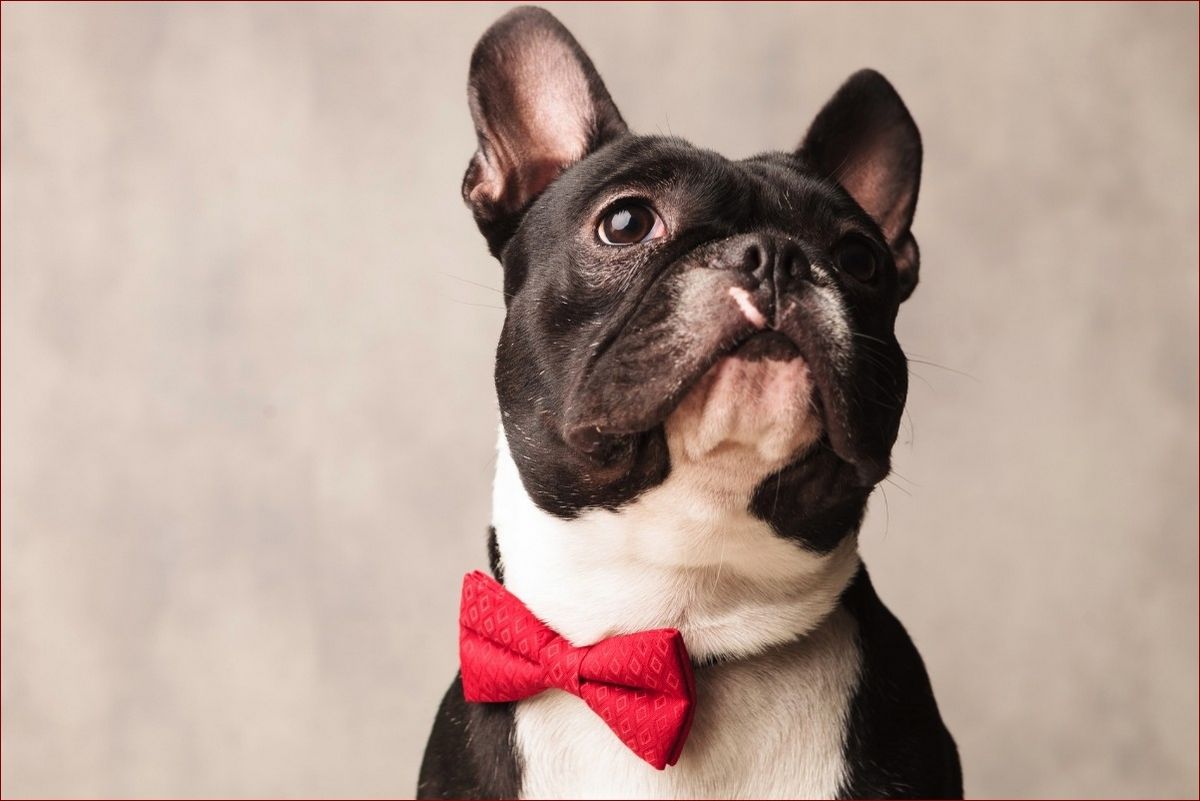 Jak wygląda buldog francuski? Niezwykły wygląd i osobowość uroczej rasy