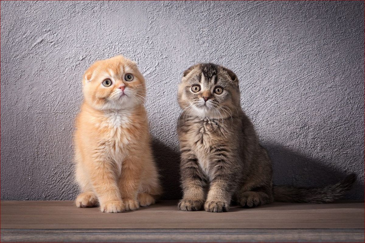 Kot szkocki zwisłouchy - niezwykły towarzysz z uszami rodem z bajki