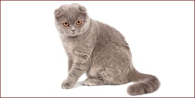 Kot szkocki zwisłouchy - niezwykły towarzysz z uszami rodem z bajki