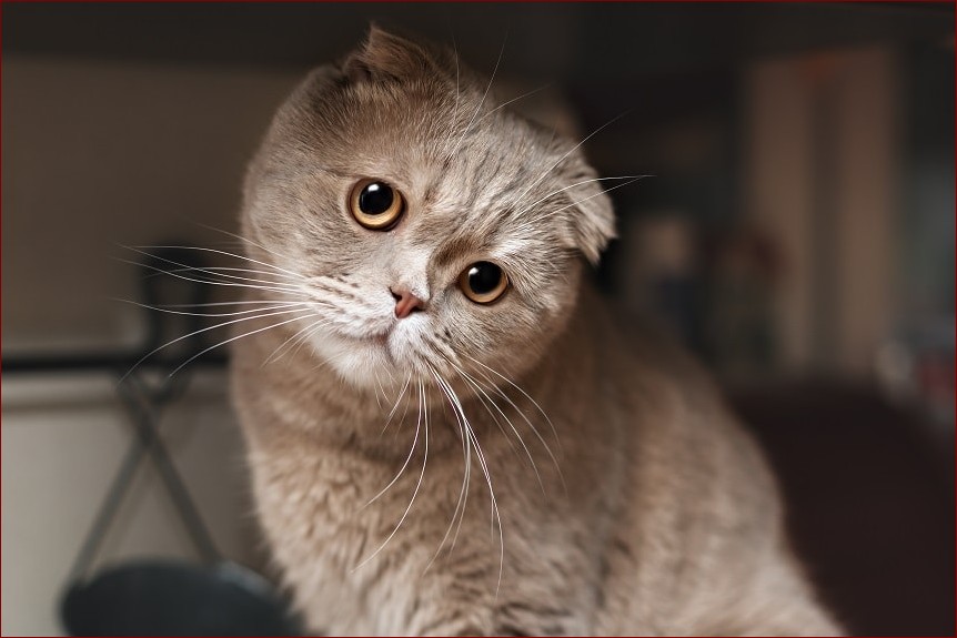 Kot szkocki zwisłouchy - niezwykły towarzysz z uszami rodem z bajki