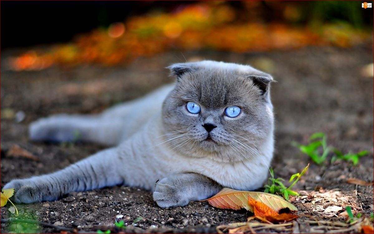 Kot szkocki zwisłouchy - niezwykły towarzysz z uszami rodem z bajki