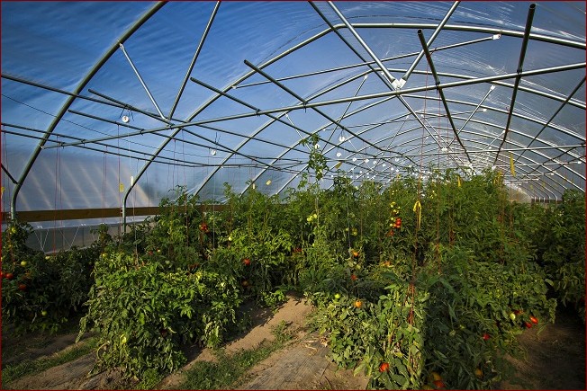 Uprawa pomidorów pod folią - Sekrety obfitych plonów smacznych pomidorów