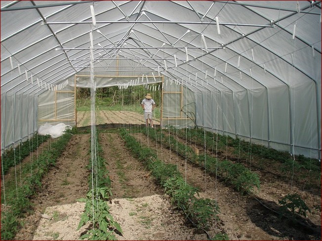Uprawa pomidorów pod folią - Sekrety obfitych plonów smacznych pomidorów
