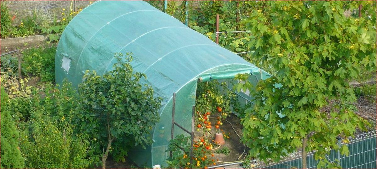 Uprawa pomidorów pod folią - Sekrety obfitych plonów smacznych pomidorów