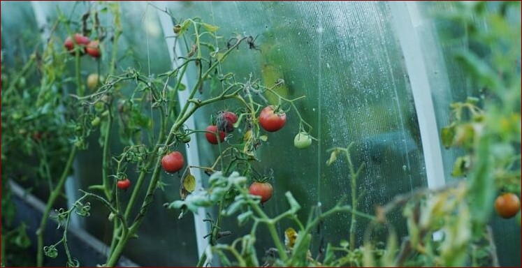 Uprawa pomidorów pod folią - Sekrety obfitych plonów smacznych pomidorów