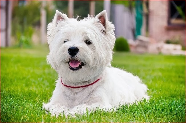 West Highland Black - Niezwykła Rasa Psów Doskonała dla Aktywnych Właścicieli