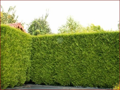 Wąski żywopłot zimozielony: Niezbędny element eleganckiego i praktycznego ogrodu