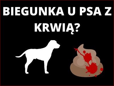 Wymioty i biegunka u psa – przyczyny, objawy i co robić, gdy pies je ma