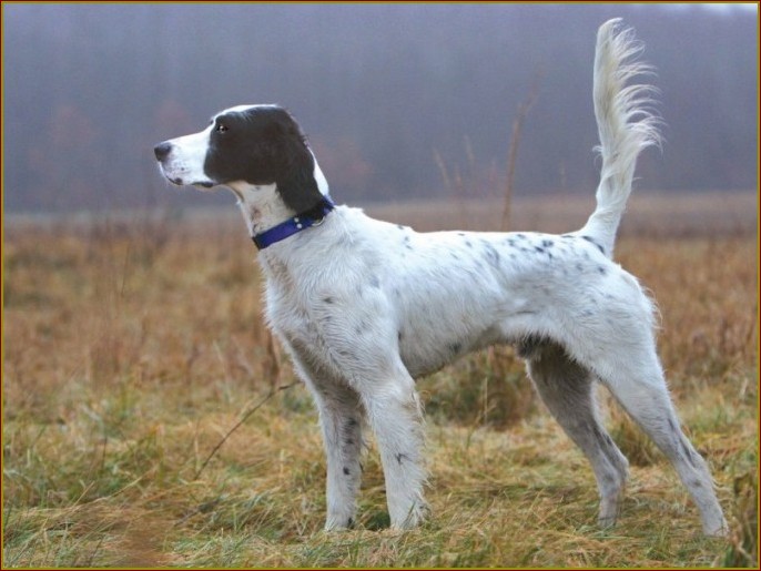 Wysokość w kłębie u psa - klucz do zdrowia i dobrostanu Twojego pupila