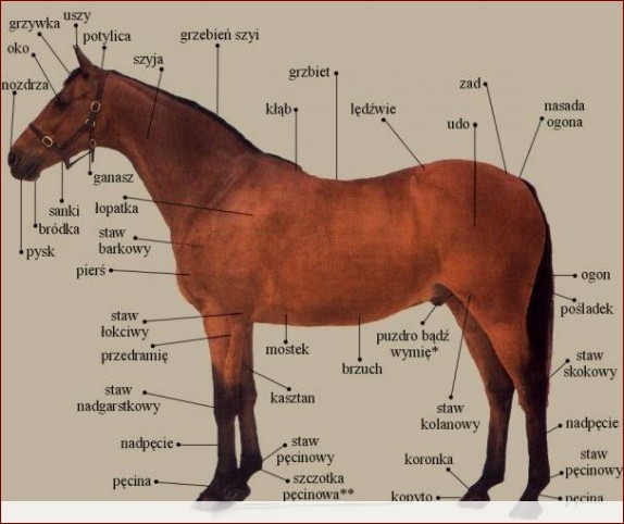 Wysokość w kłębie u psa - klucz do zdrowia i dobrostanu Twojego pupila