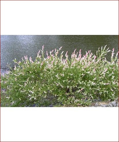 Żywopłot z wierzby hakuro - splatający naturę z nieziemską elegancją