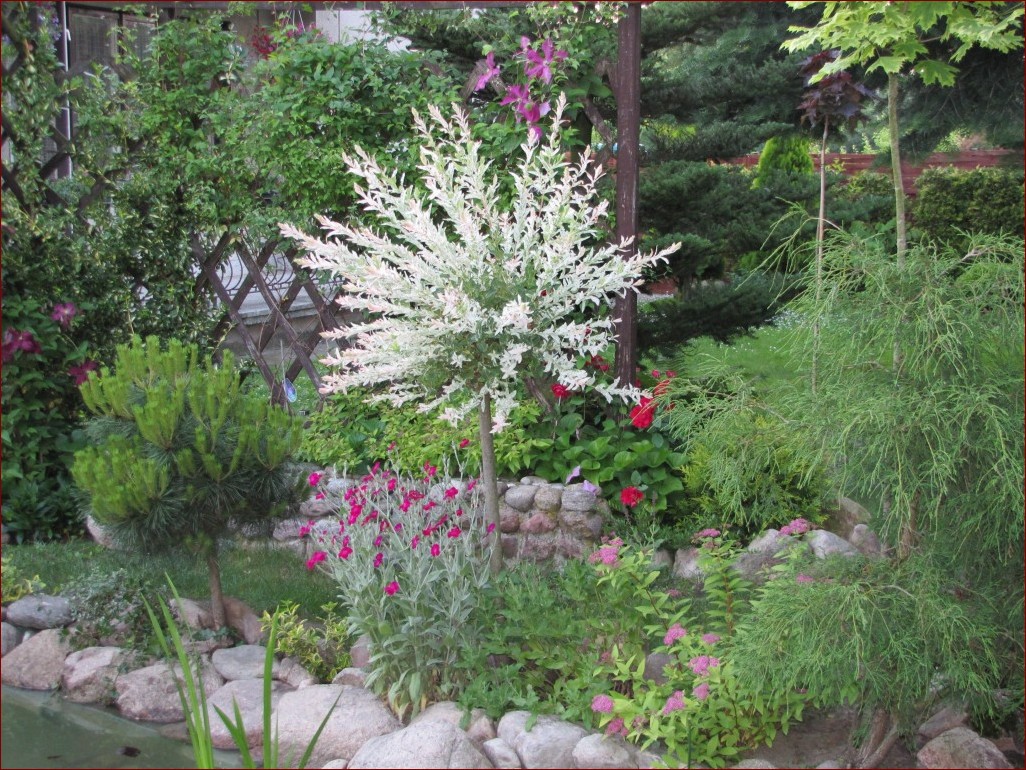 Żywopłot z wierzby hakuro - splatający naturę z nieziemską elegancją