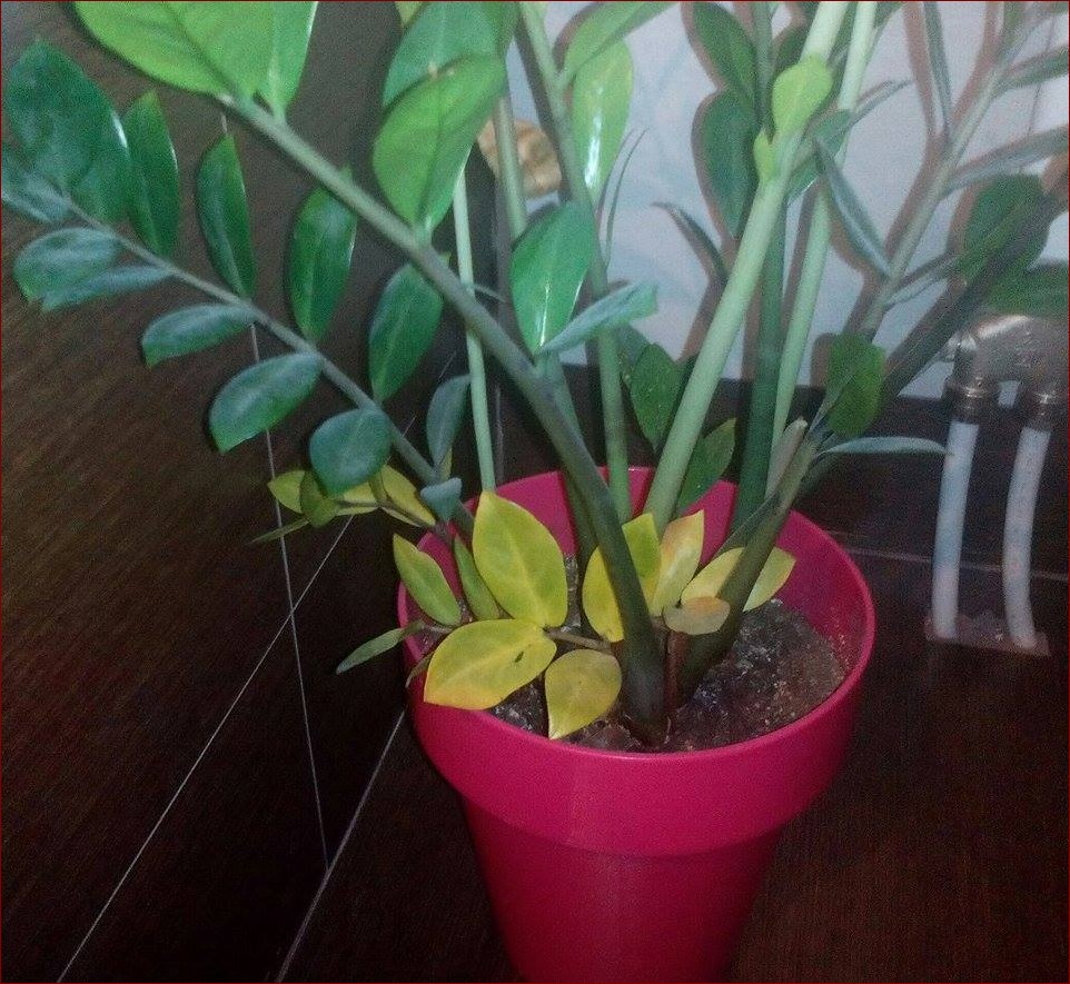 Zamiokulkas choroby liści: SOS dla Twojej żelaznej rośliny! () Zamiokulkas choroby liści: SOS dla Twojej żelaznej rośliny!