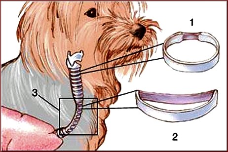 Zapadanie tchawicy u psa: Kluczowe objawy i skuteczne leczenie tej groźnej choroby