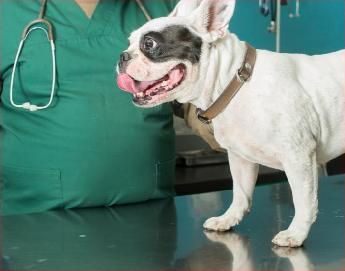 Zapadanie tchawicy u psa: Kluczowe objawy i skuteczne leczenie tej groźnej choroby