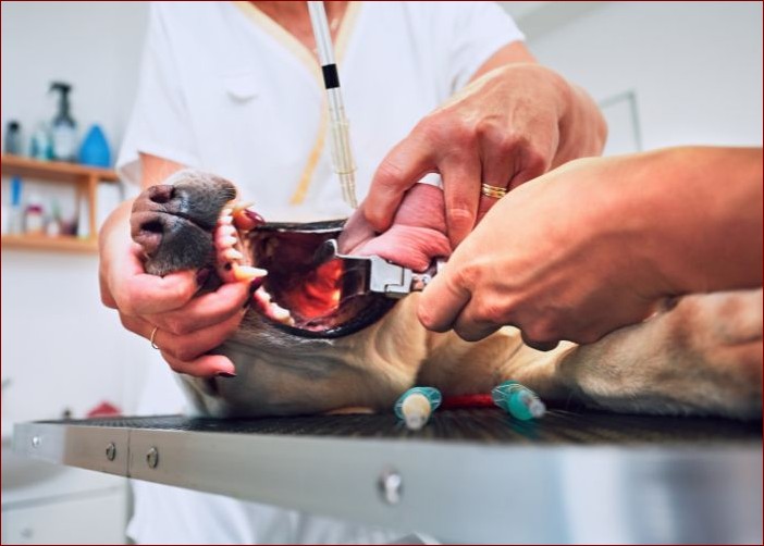 Zapadanie tchawicy u psa: Kluczowe objawy i skuteczne leczenie tej groźnej choroby