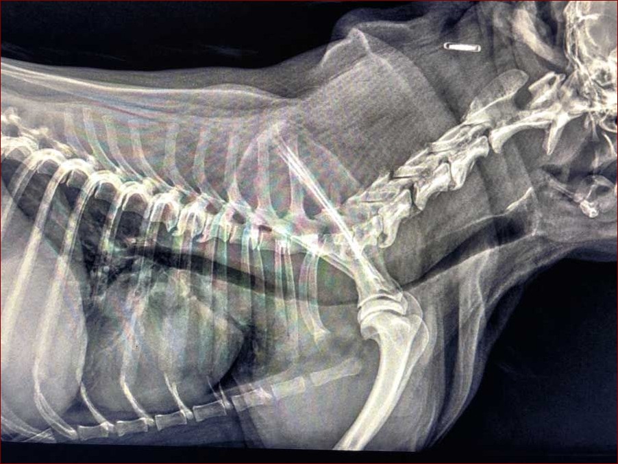 Zapadanie tchawicy u psa: Kluczowe objawy i skuteczne leczenie tej groźnej choroby